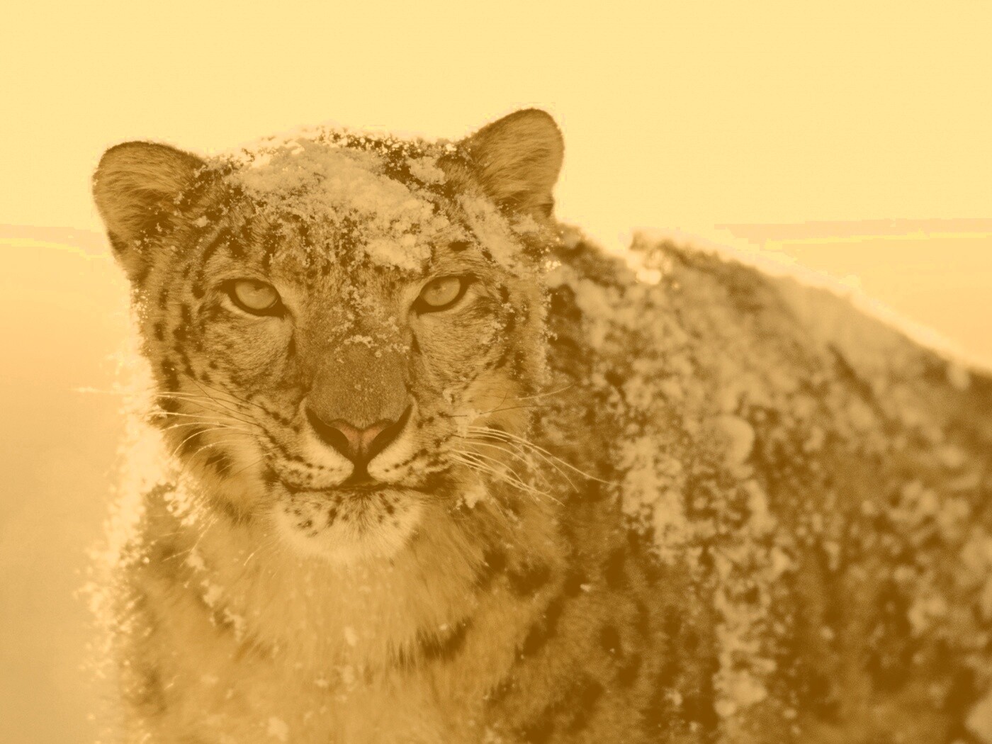 Снежный леопард обои