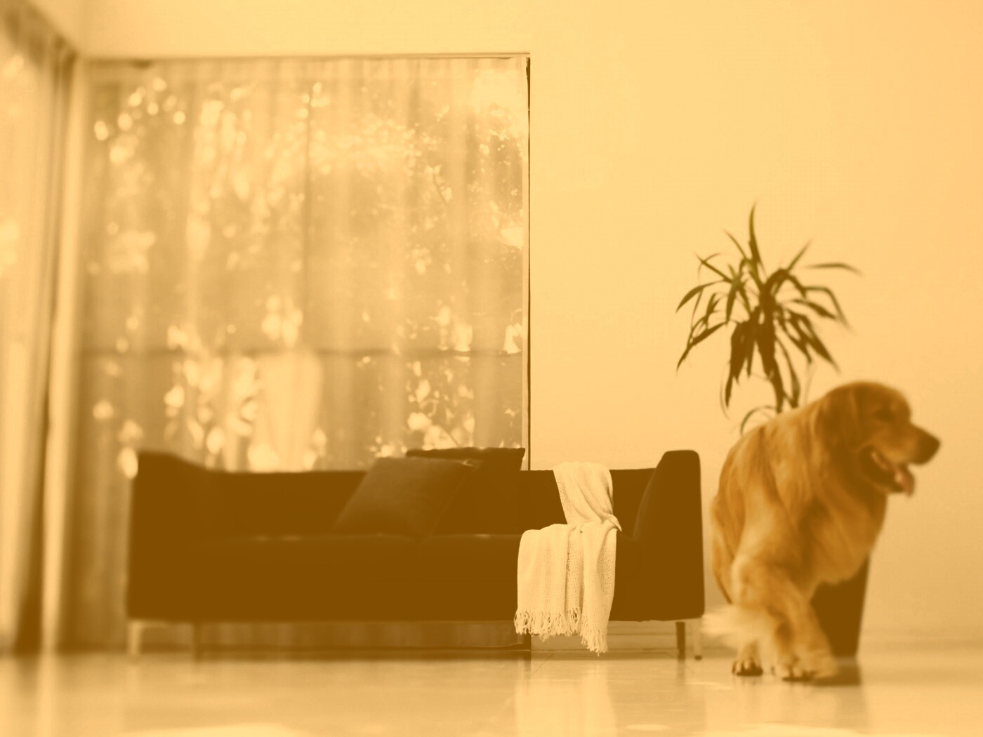 Собака в быту обои