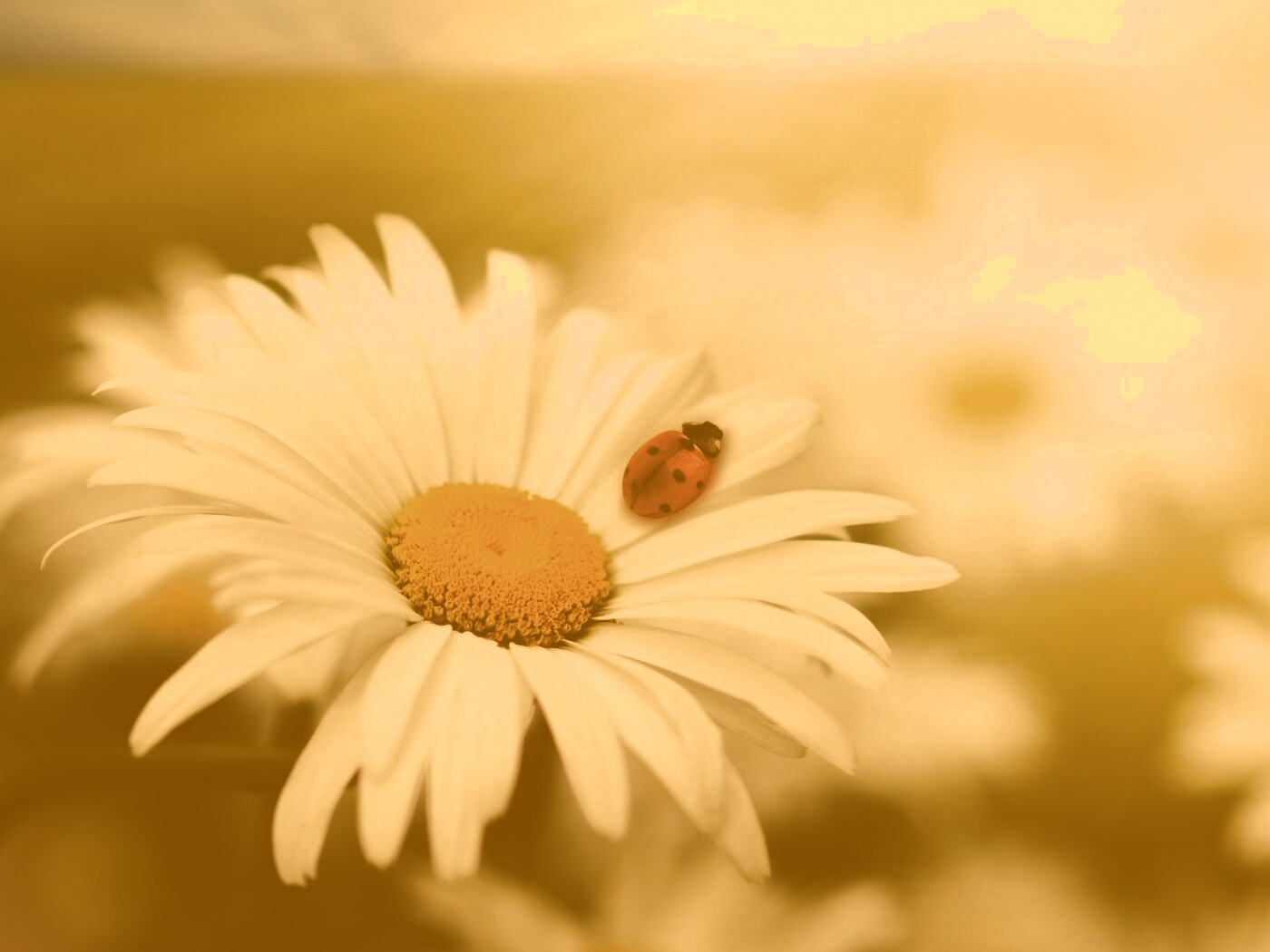 Божья коровка обои