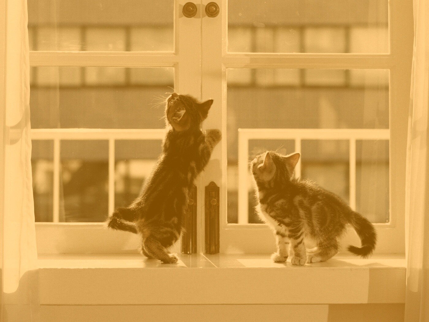 Котята у окна обои