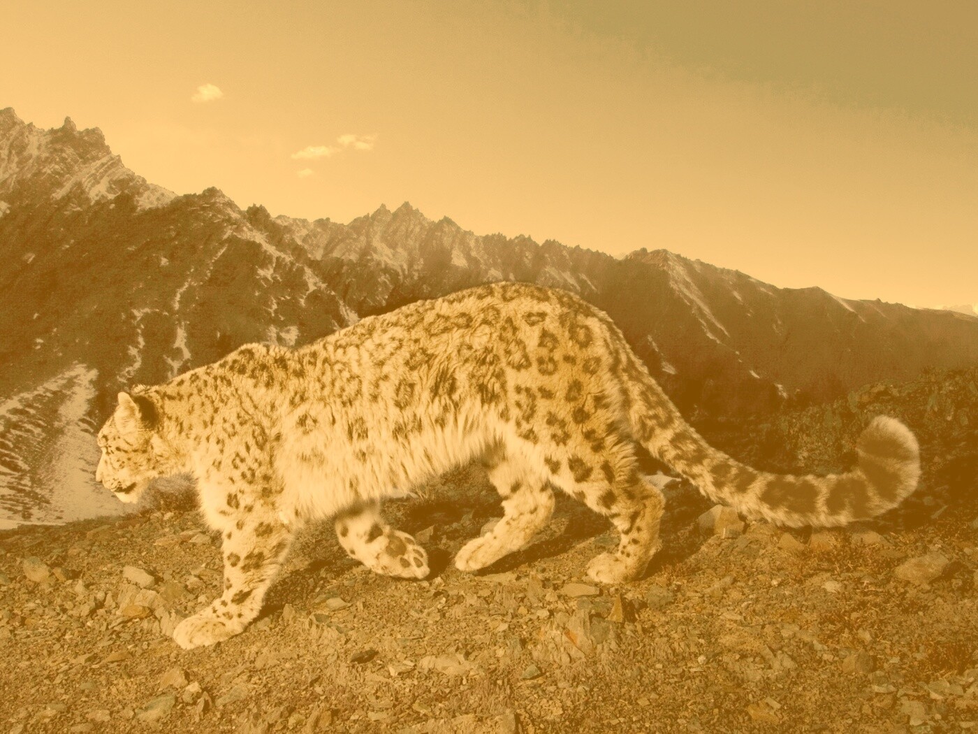 Леопард обои