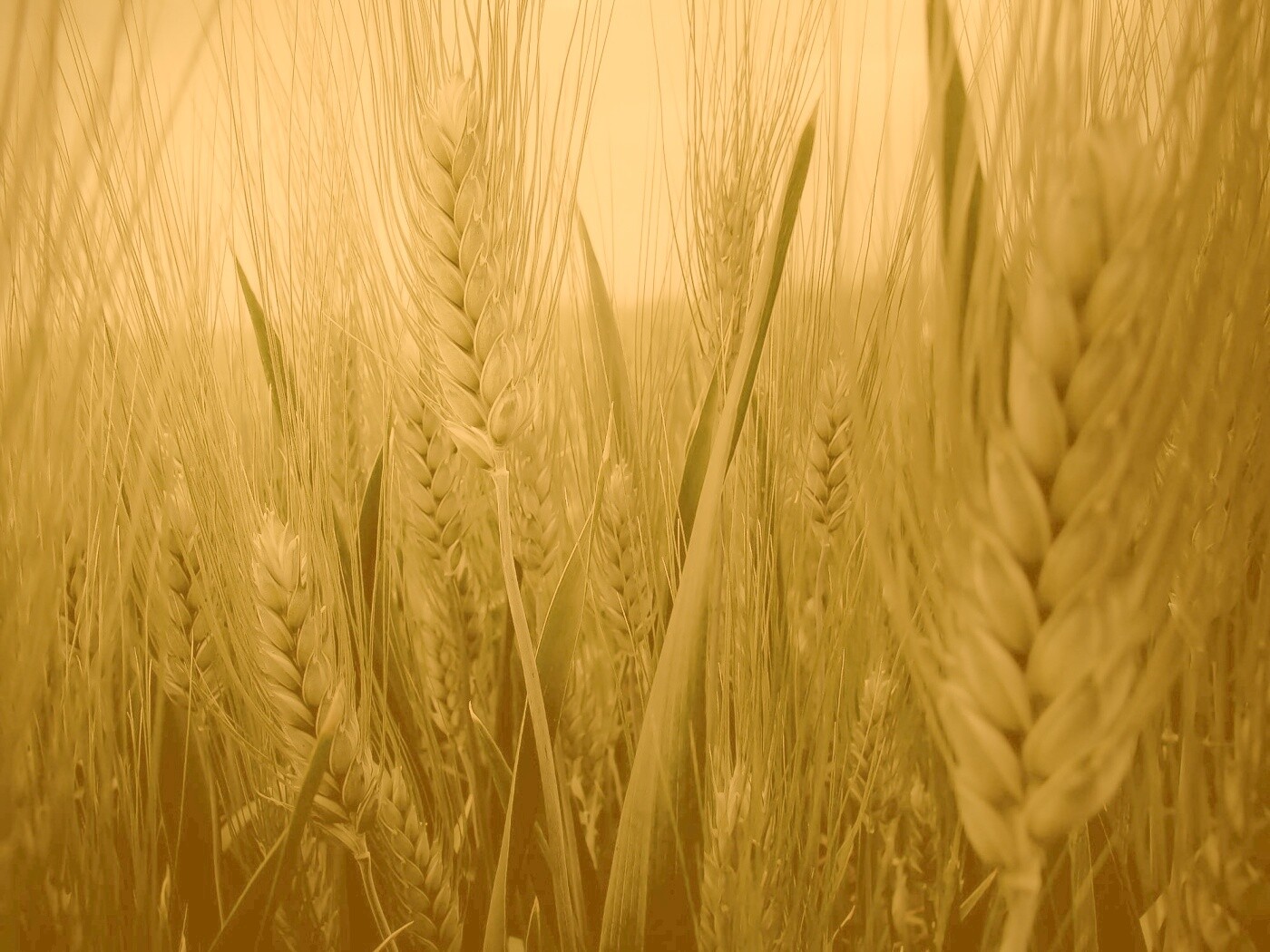 Подрастающая рожь обои