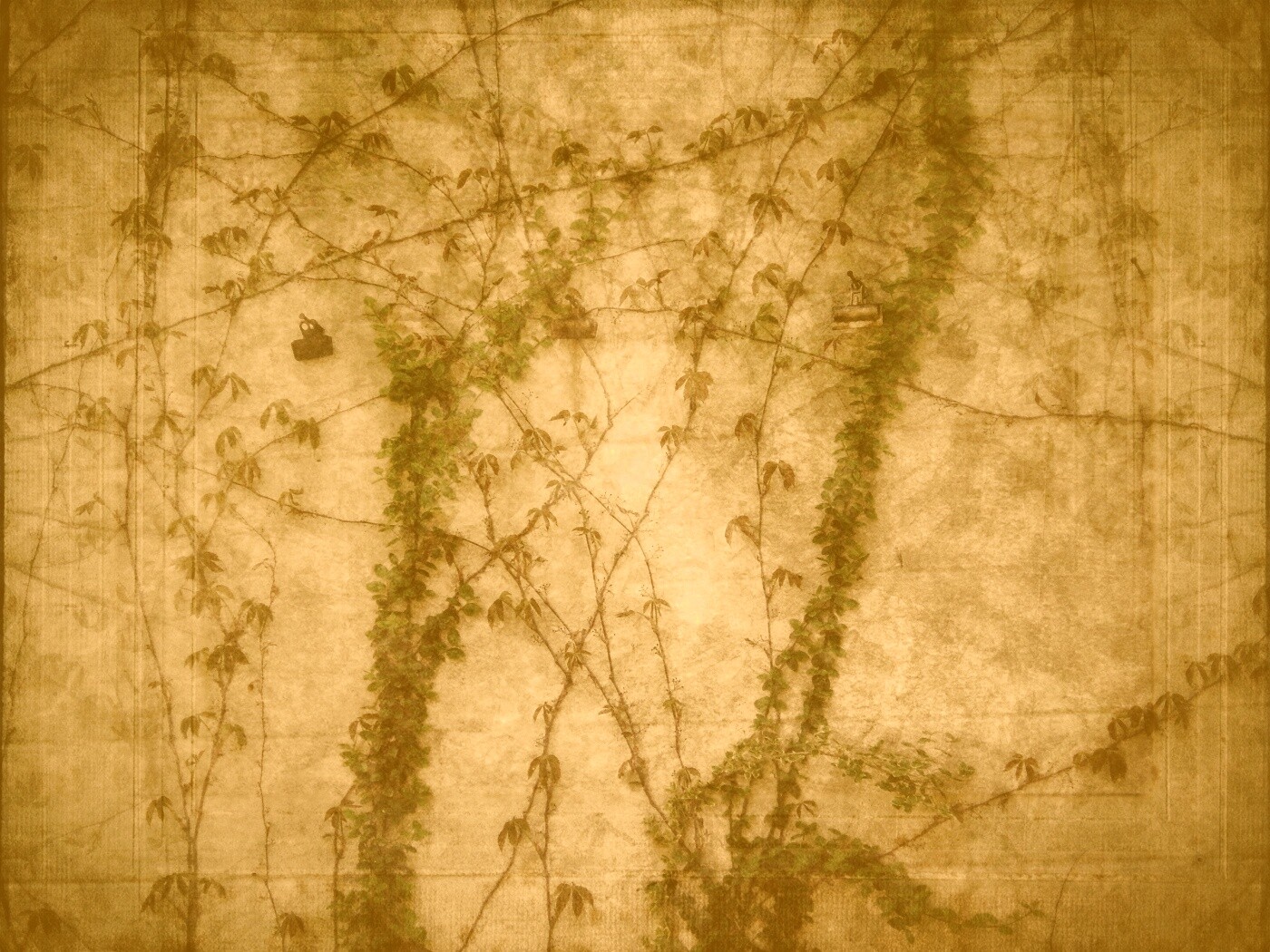 Растение на стене обои