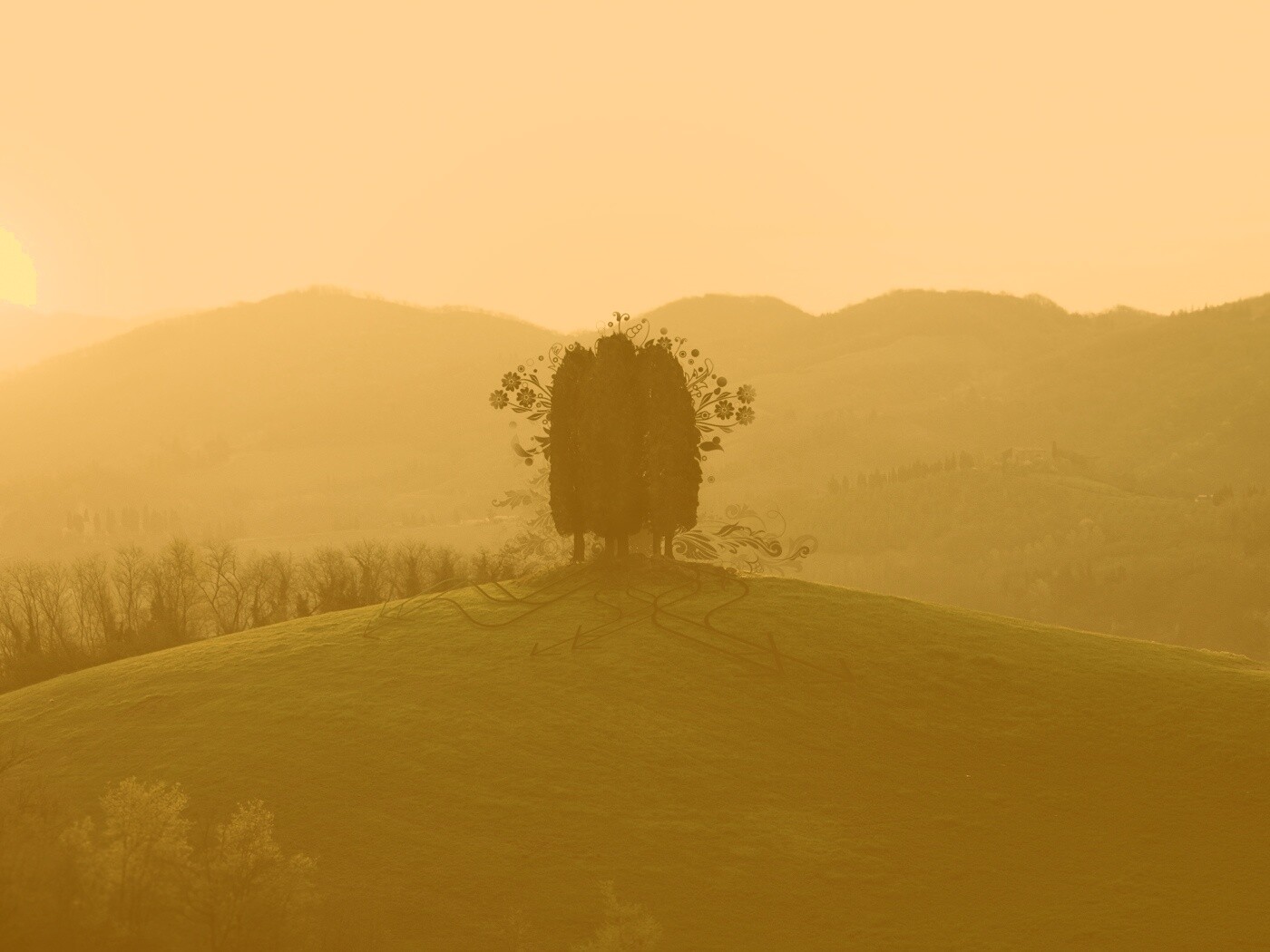 Деревья на холме обои