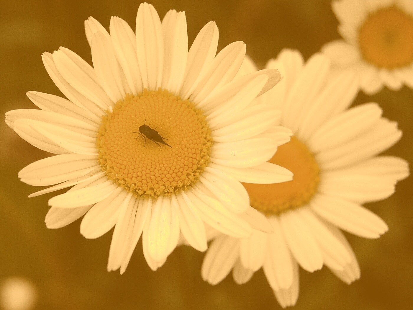 Ромашки обои