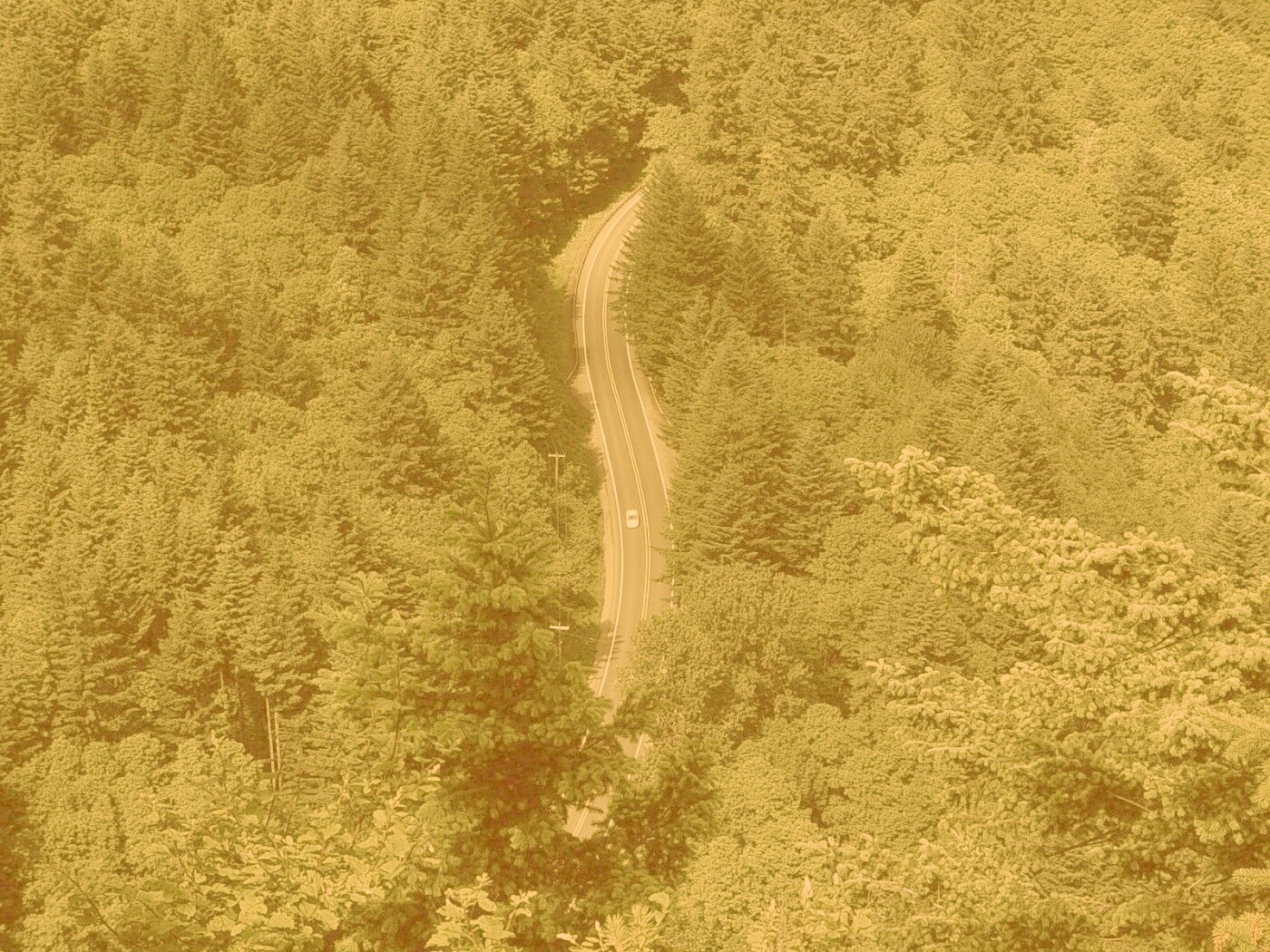 Лесная трасса обои