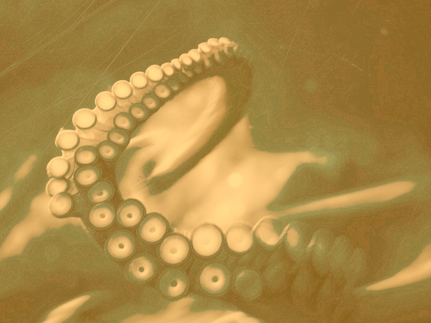 Щупальце обои