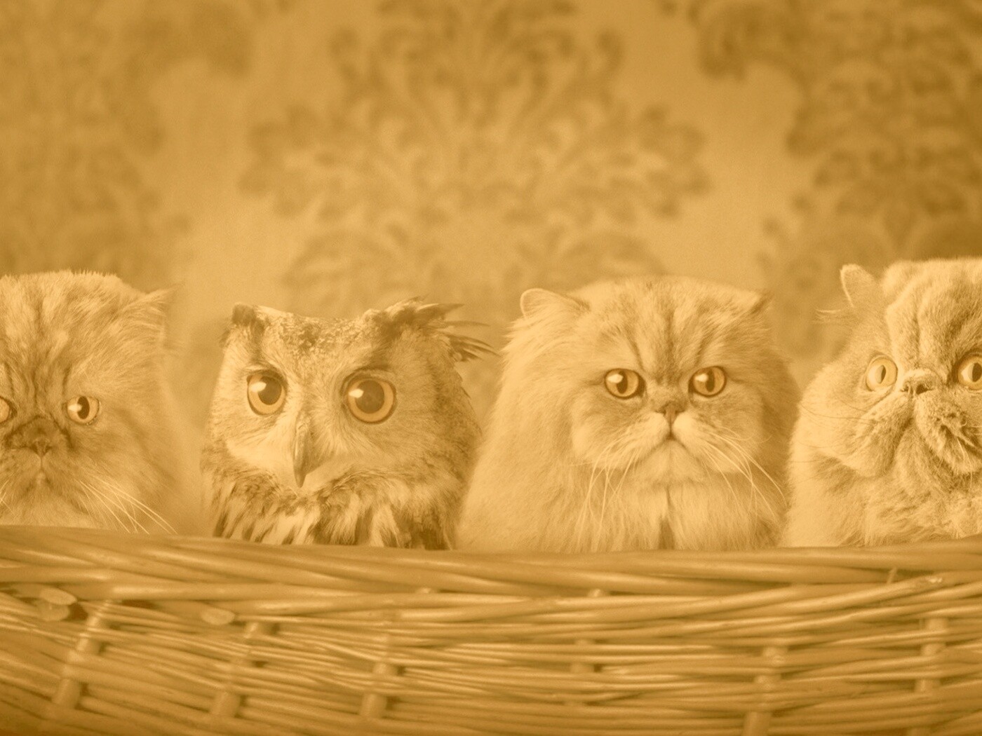 Чужой среди своих обои