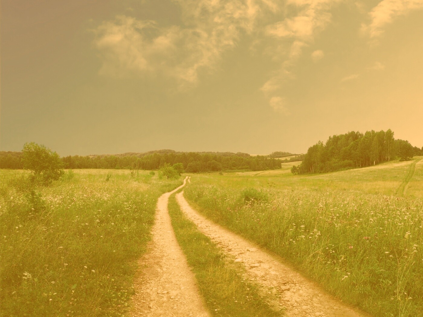 Дорога через луг обои