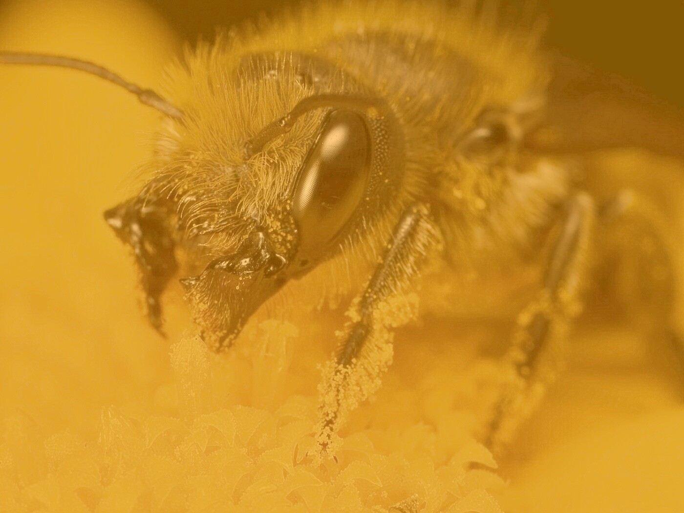 Пчела крупным планом обои