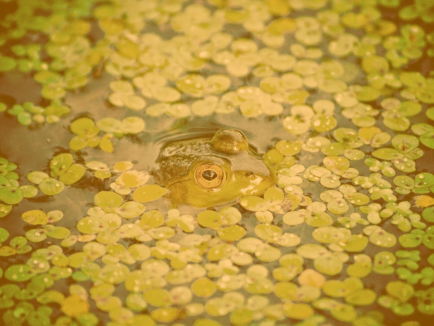 Маленькая лягушка обои