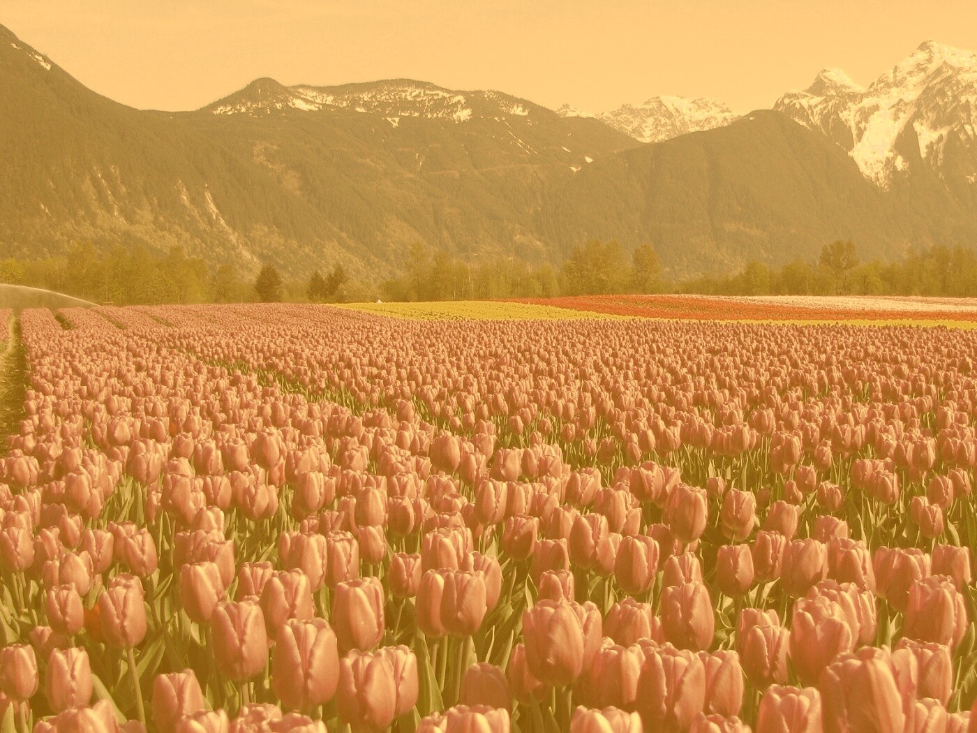 Поле тюльпанов обои