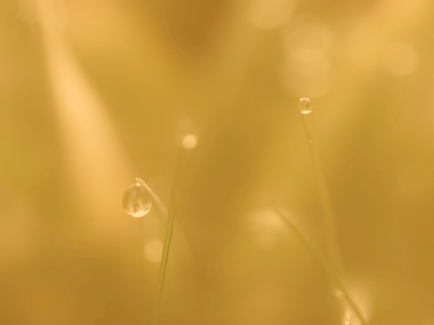 Роса на травинке обои