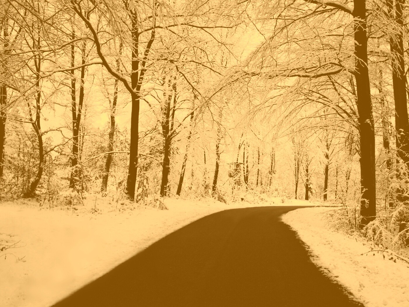 Дорога в зимнем лесу обои