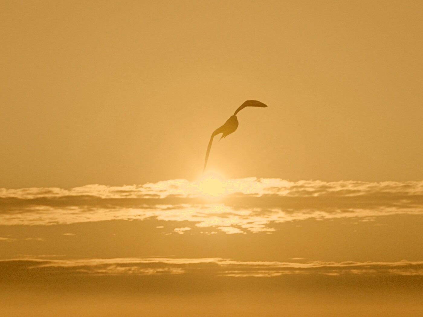 Морская чайка обои