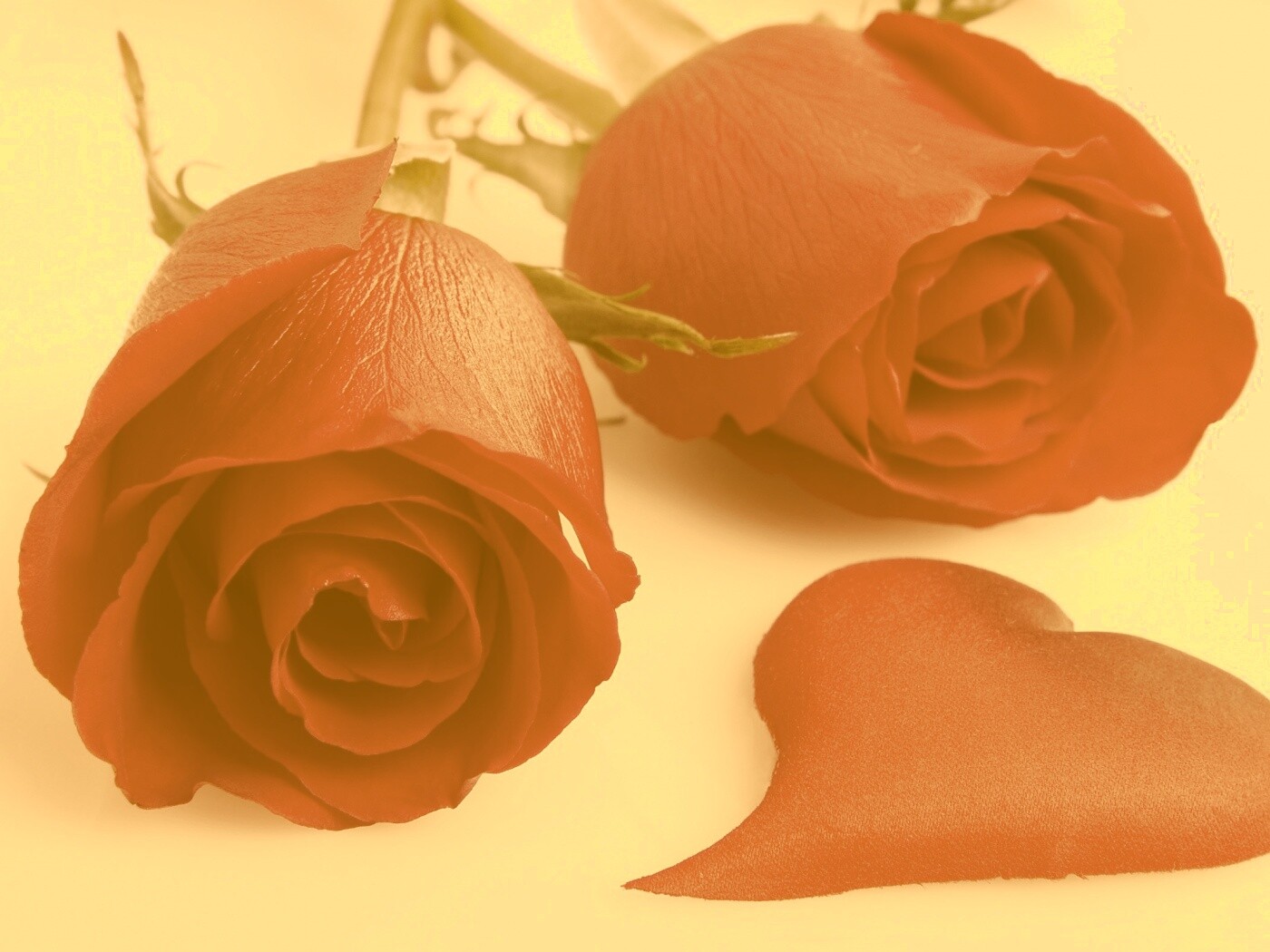 Две красные розы обои