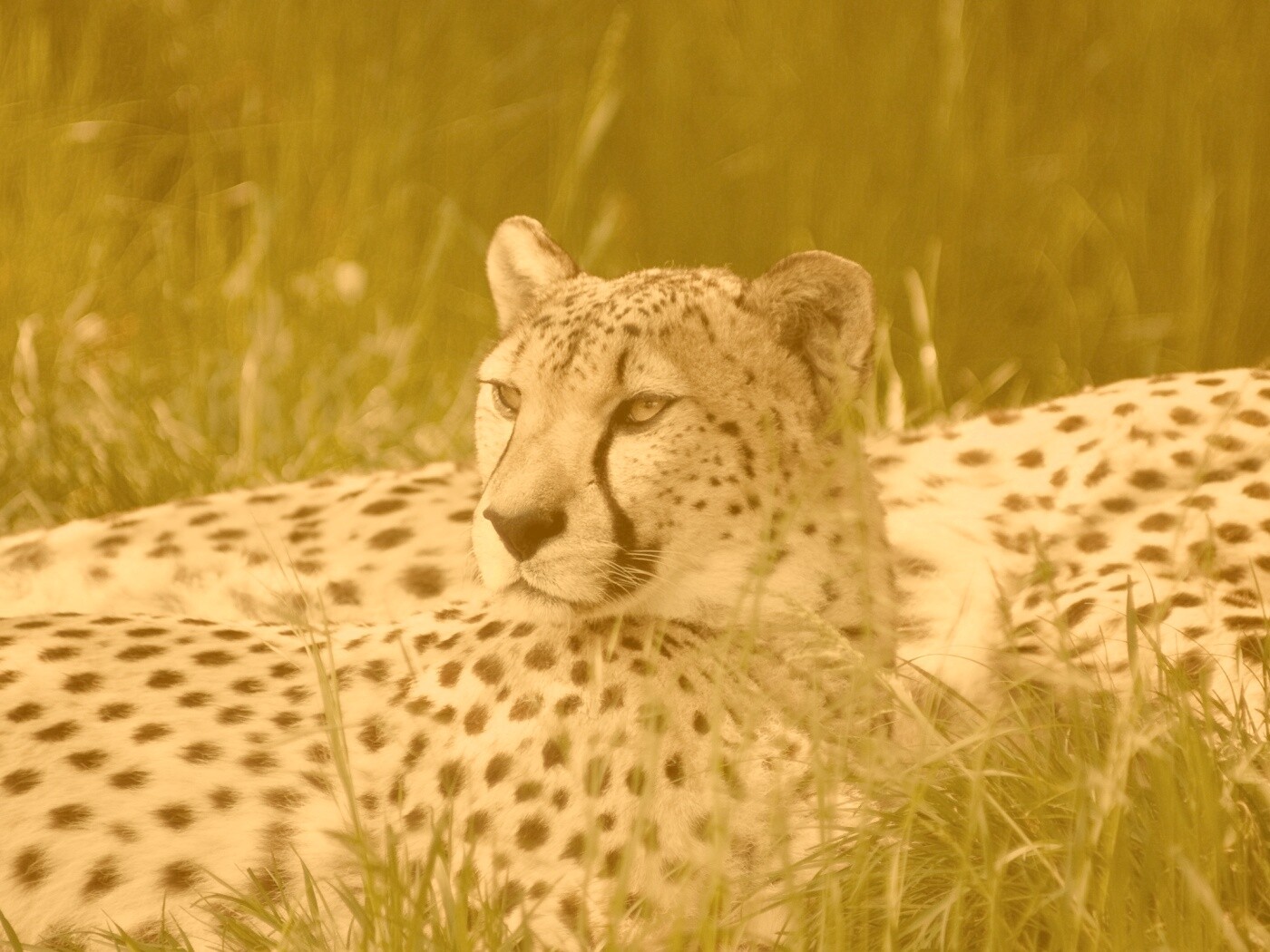 Два изящных гепард в природе обои