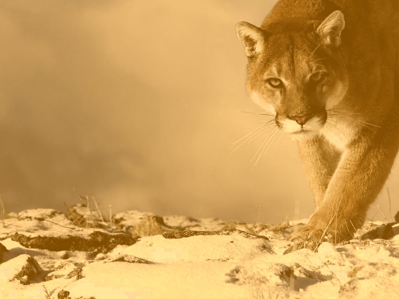 Пума с грозным взглядом обои