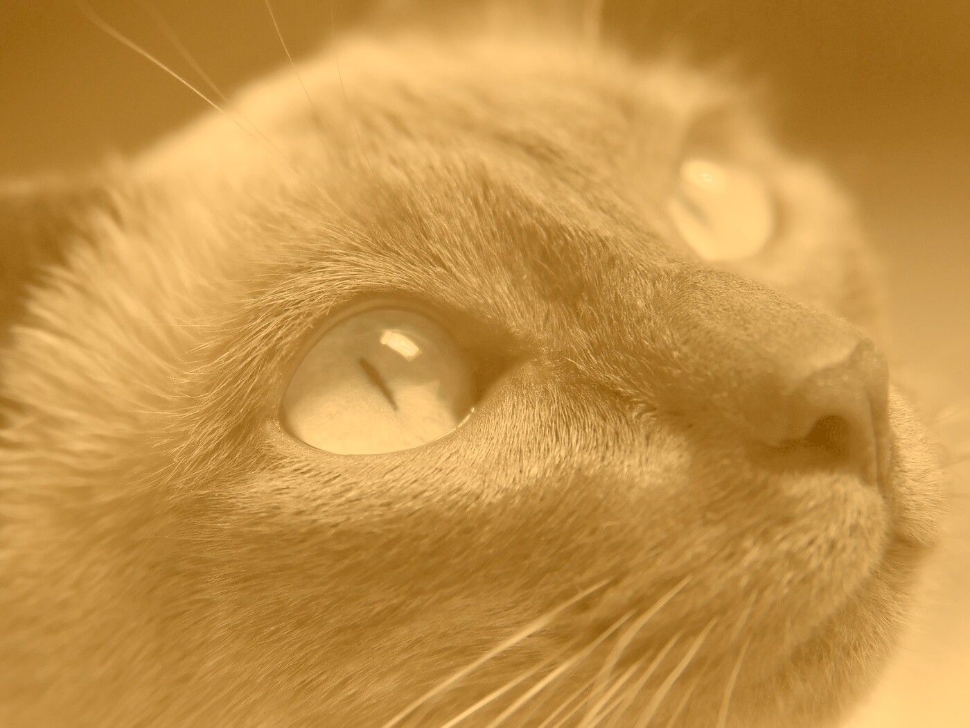 Кот с голубыми глазами обои