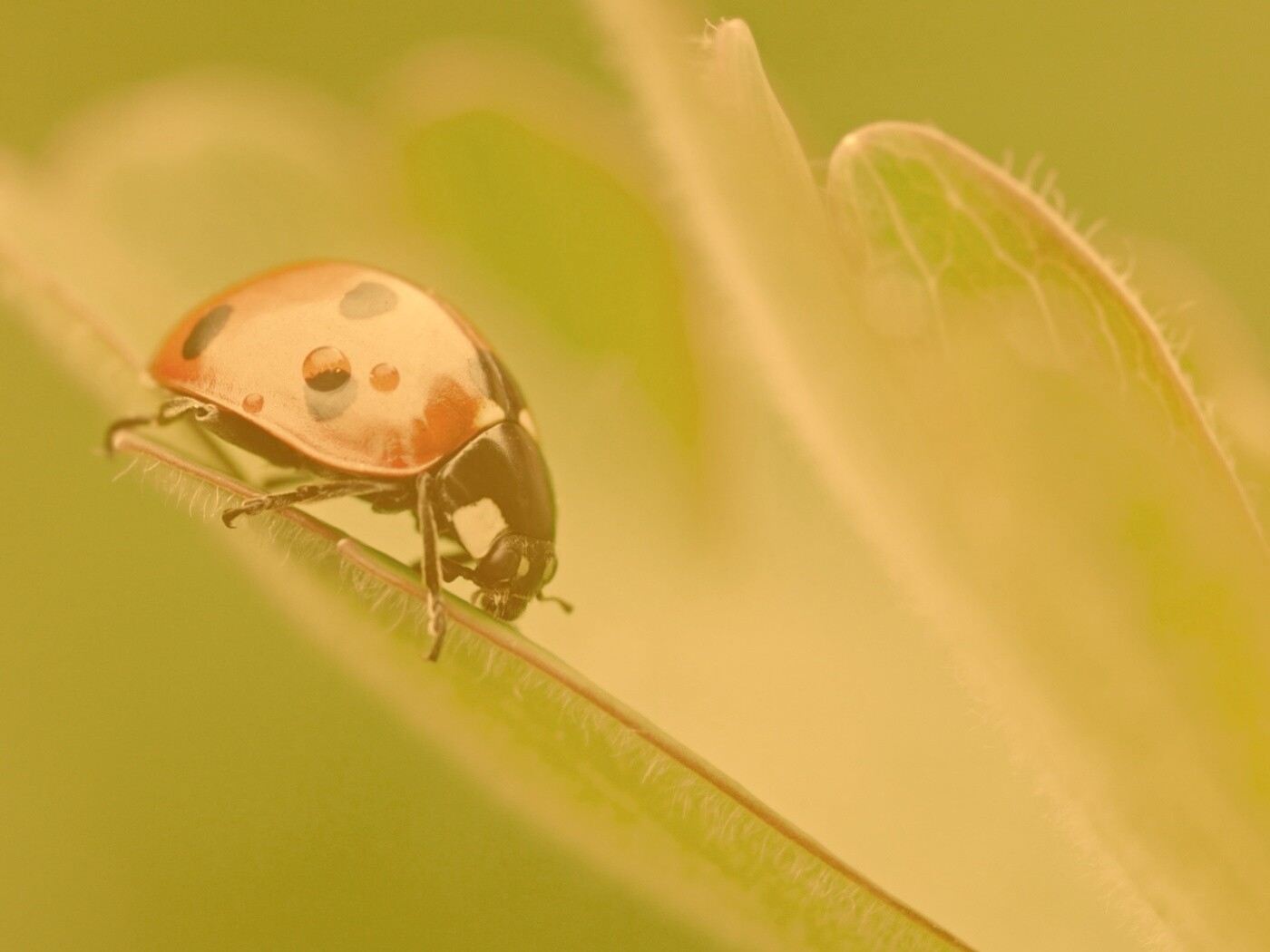 Божья коровка обои