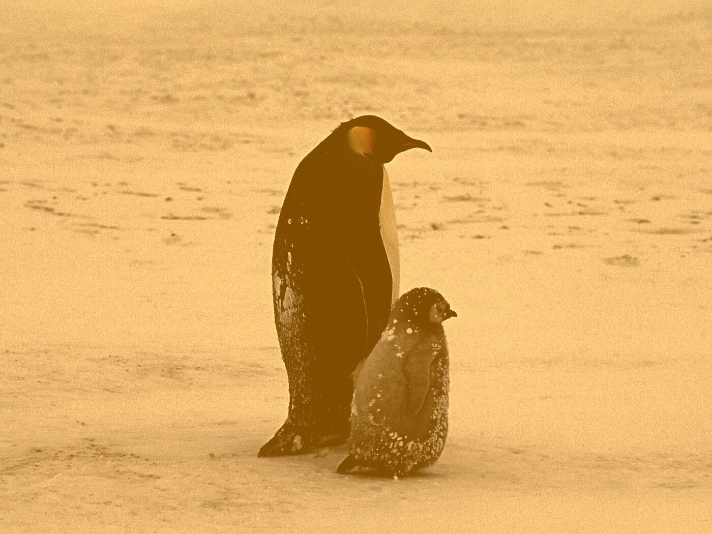 Пингвин с птенцом обои