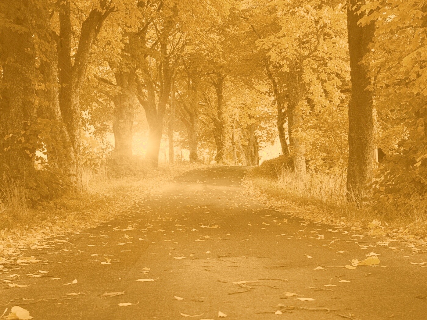 Дорога в осеннем парке обои