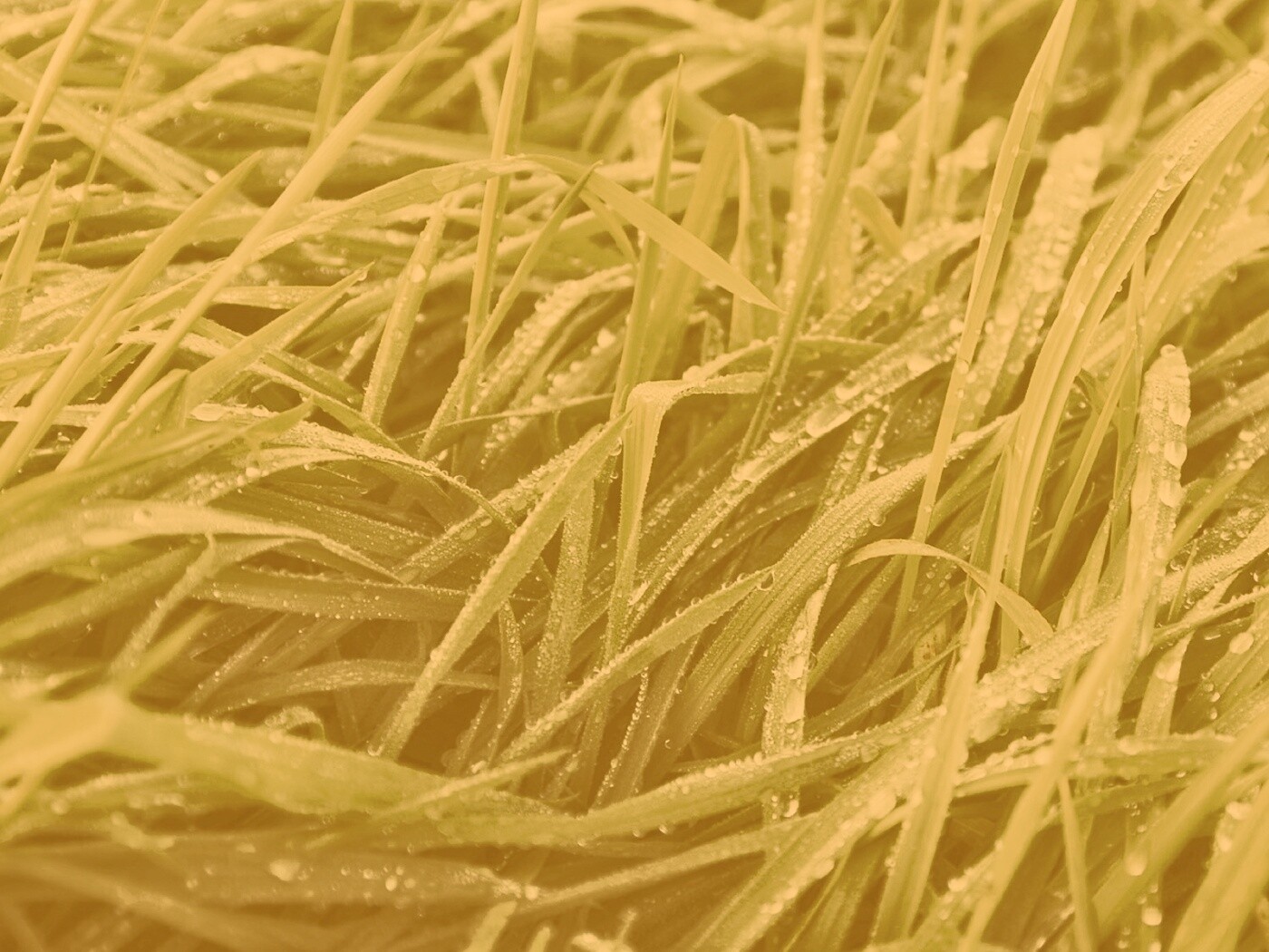 Роса на траве обои