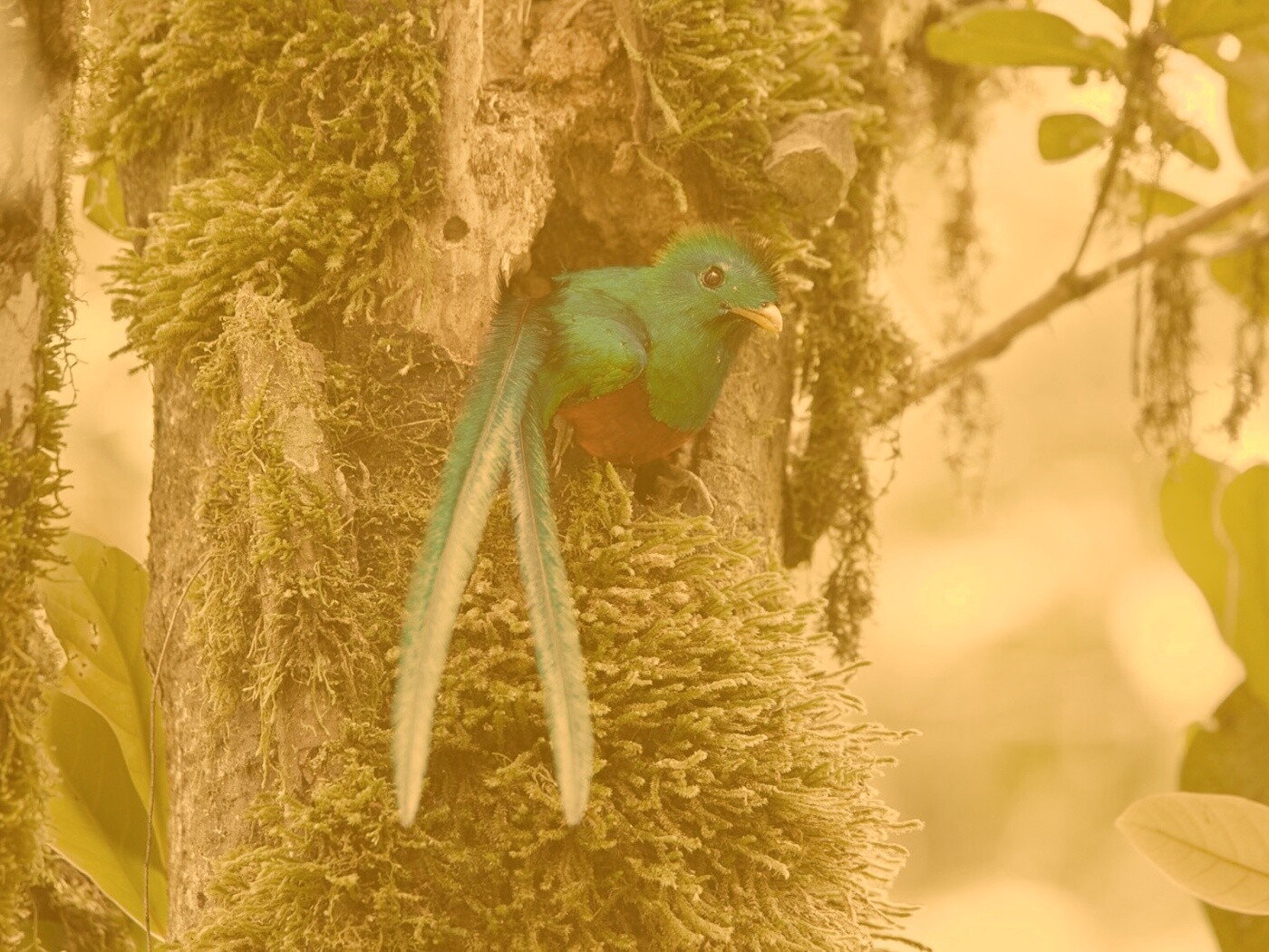 Райская птица в дупле обои