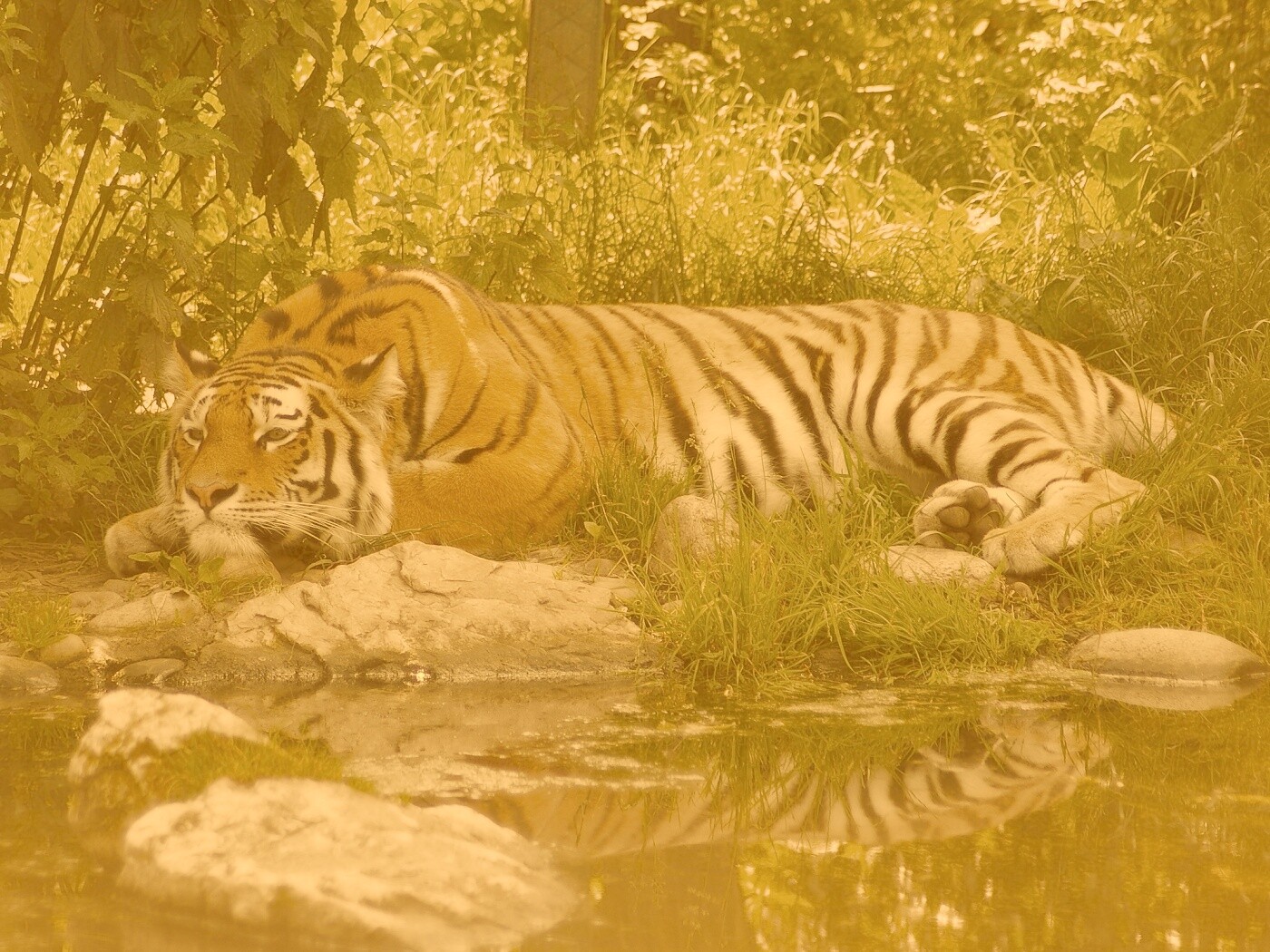 Тигр отдыхает обои