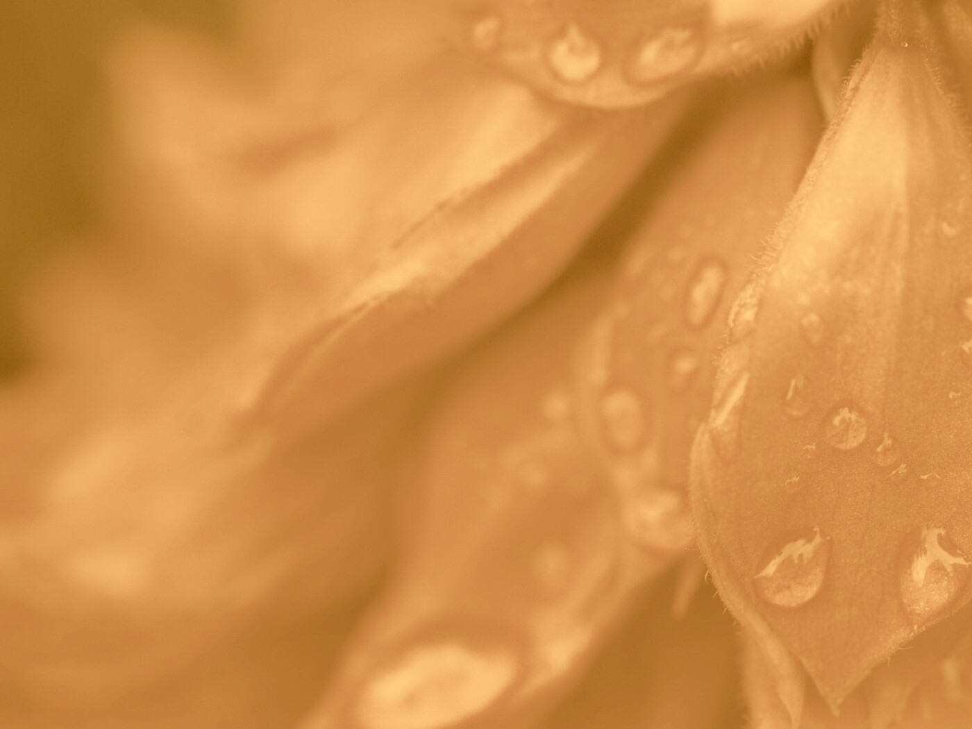 Лепестки обои