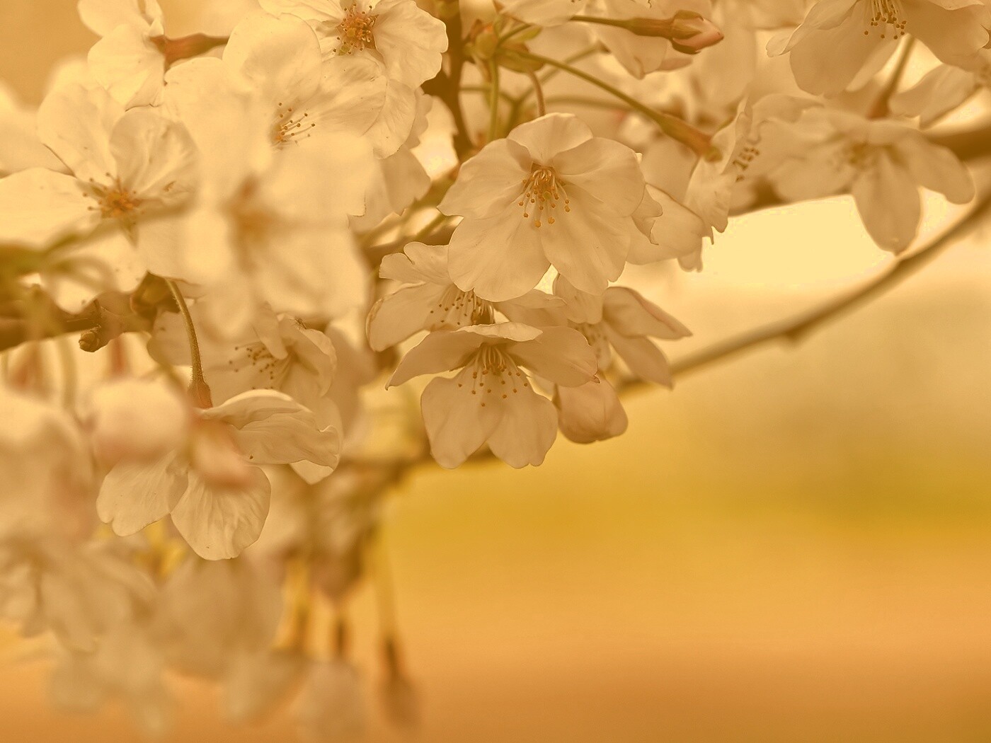 Цветение вишни обои