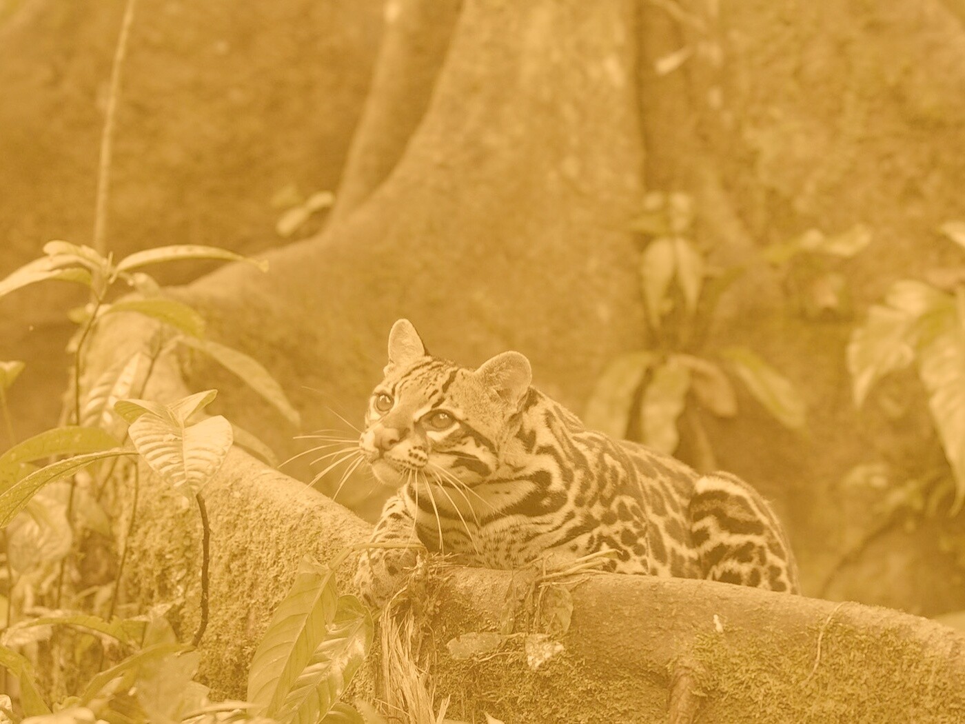 Оцелот обои