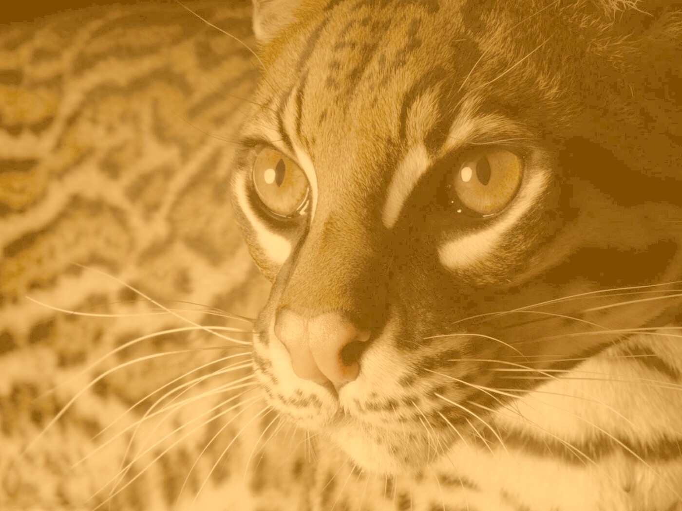 Оцелот обои