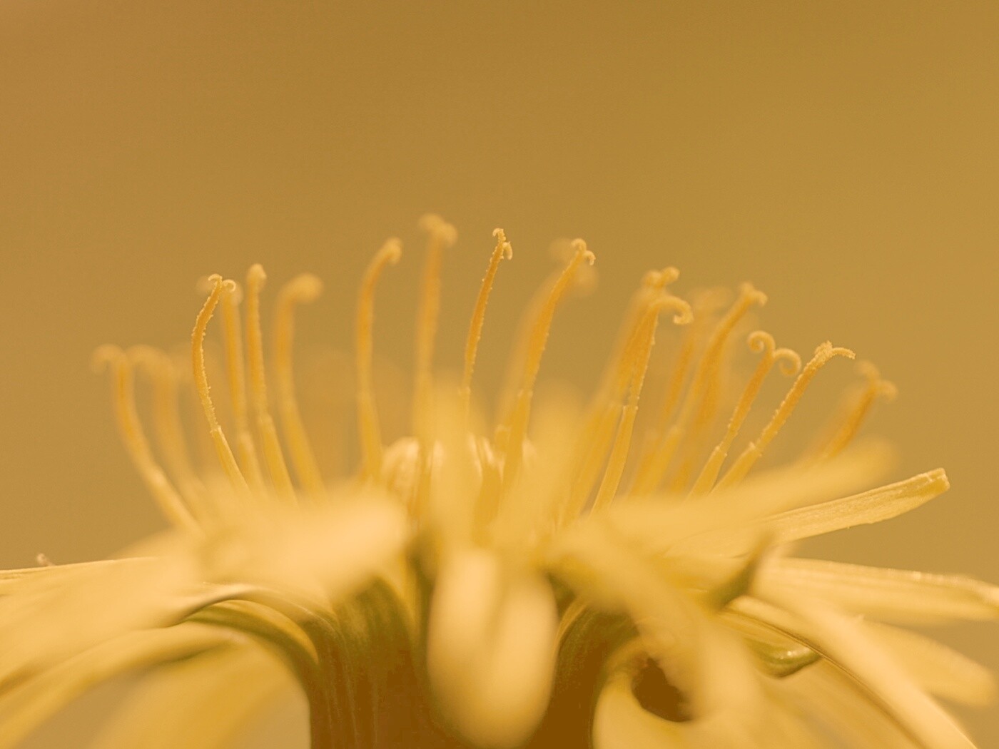 Тычинки обои