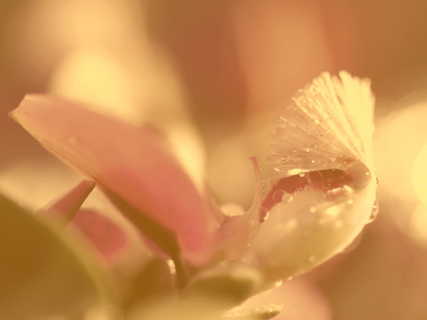 Капли на лиловом цветке обои