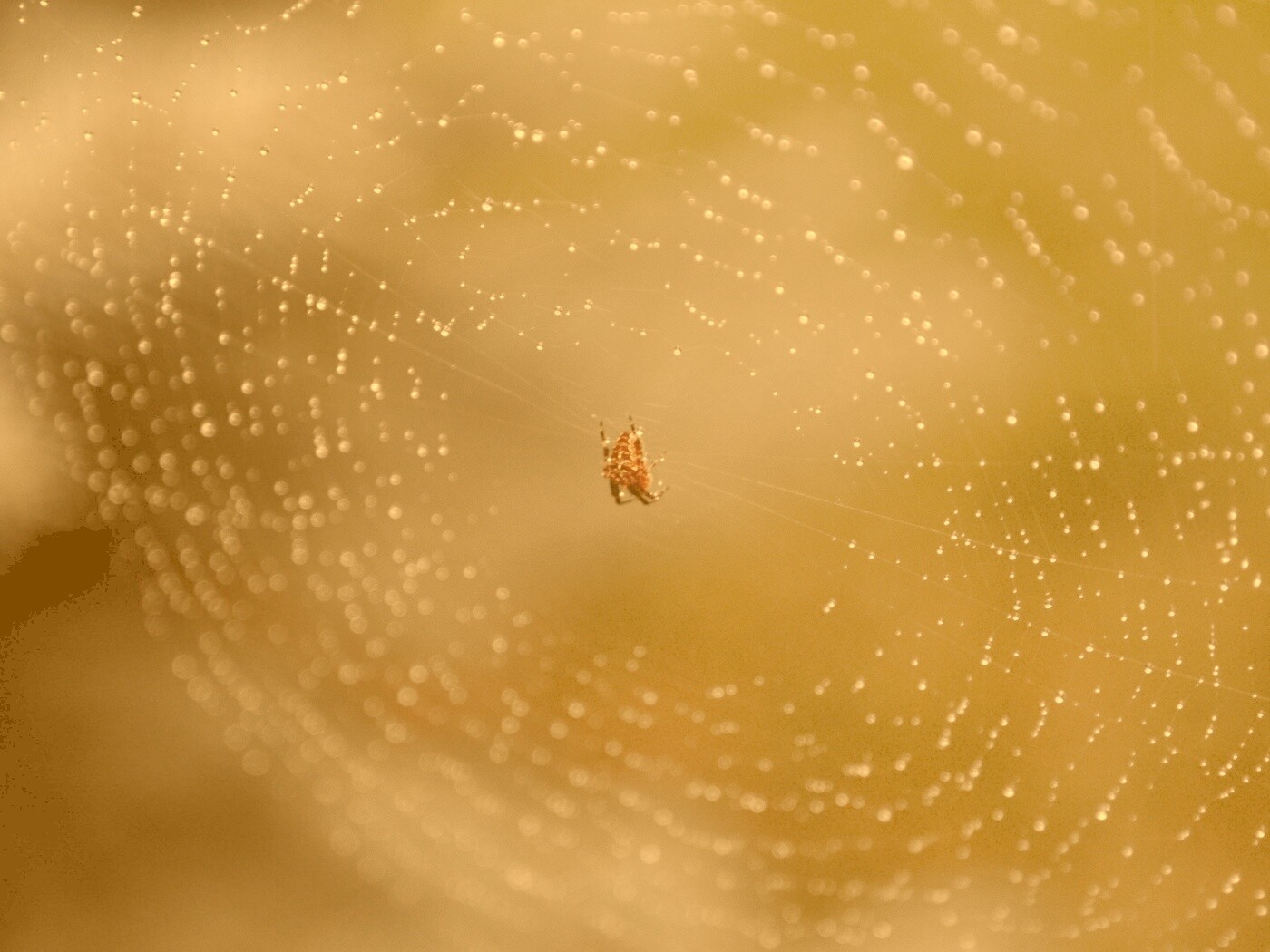 Паук на паутине обои