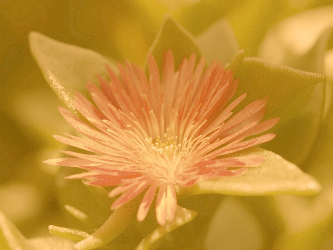 Чудесный цветок обои