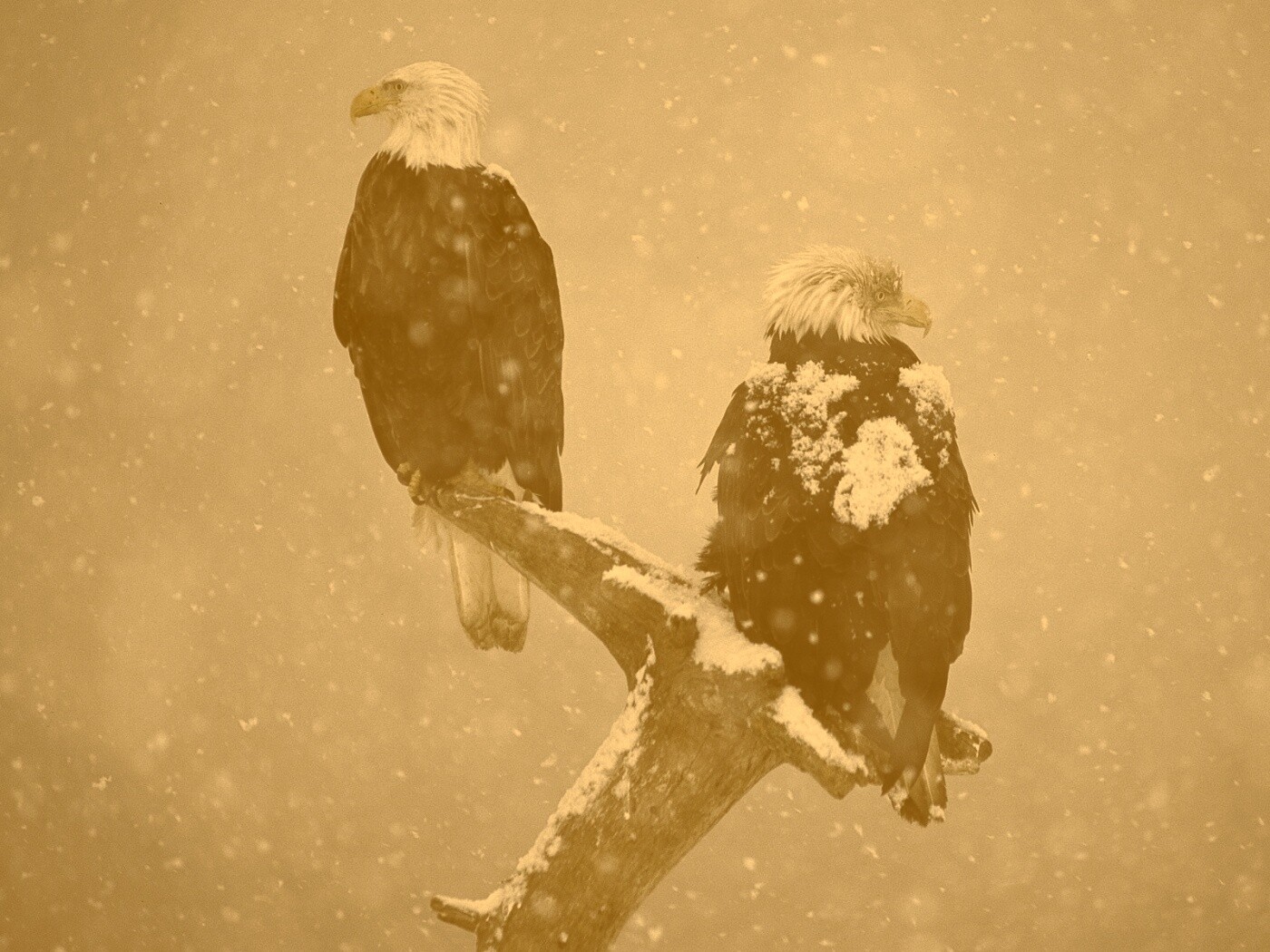 Орлы на ветке в снегопад обои