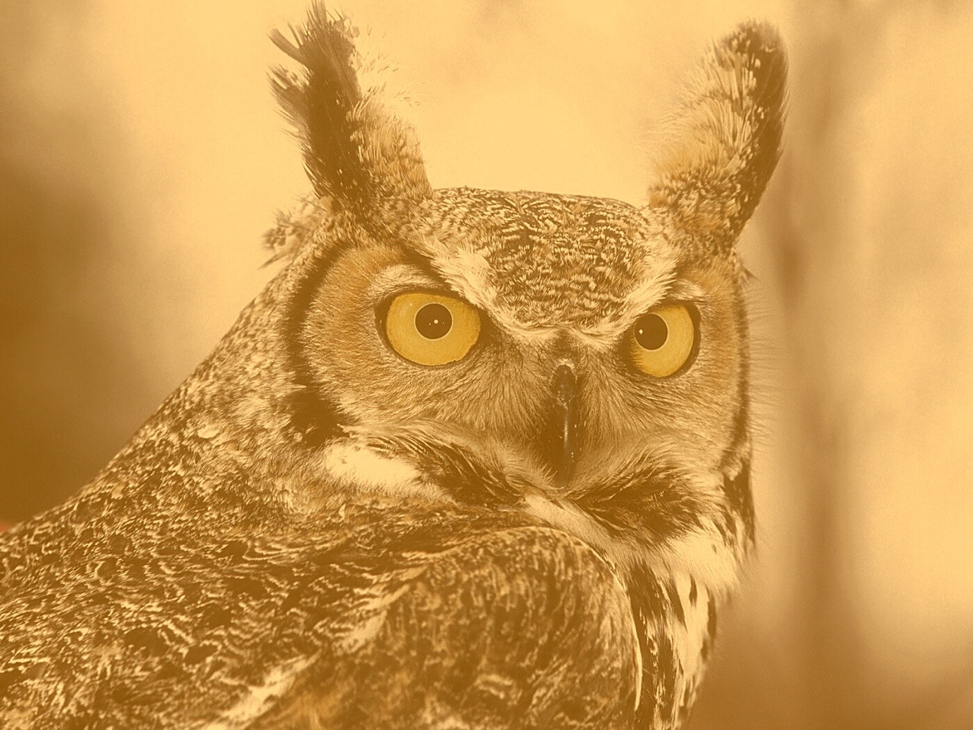 Орлиная сова обои