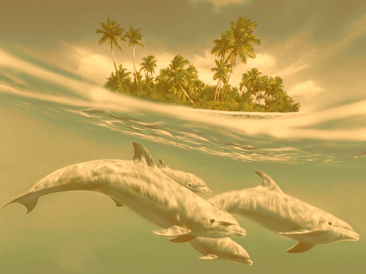 Остров дельфинов обои