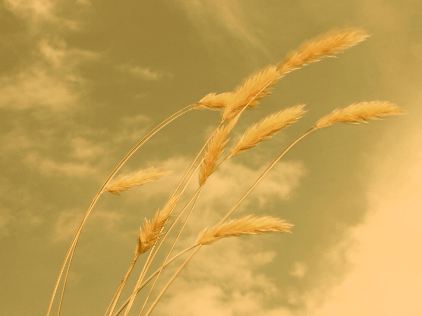 Колосья обои