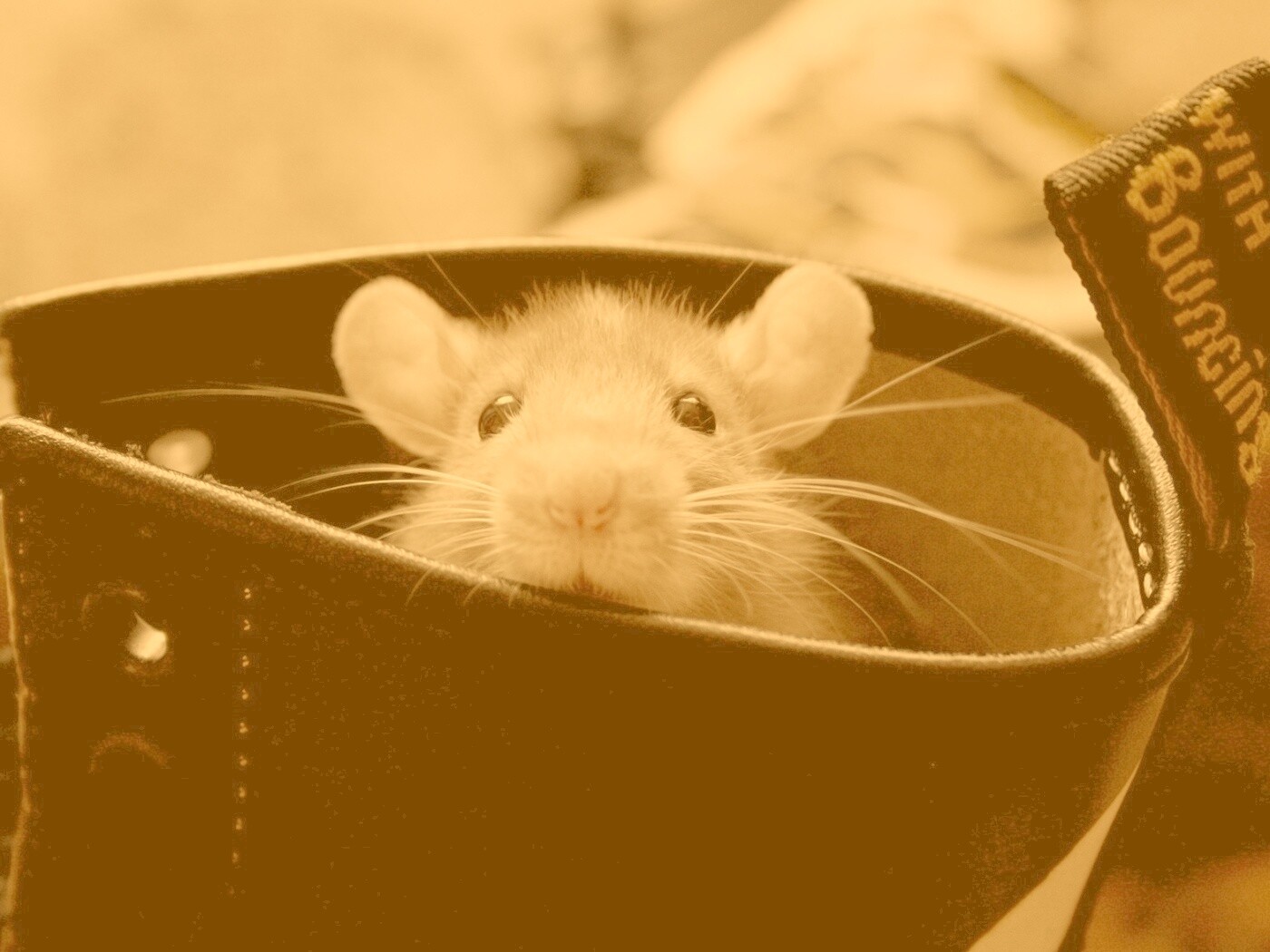 Мышонок выглядывает из ботинка обои