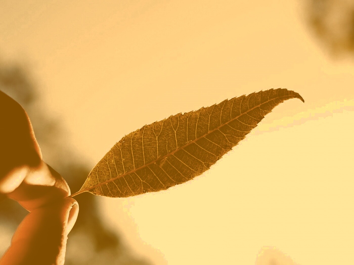 Листик в пальцах обои