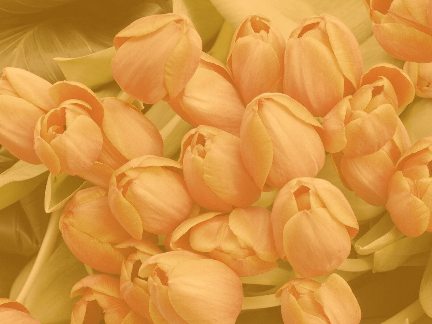 Букет красных тюльпанов обои