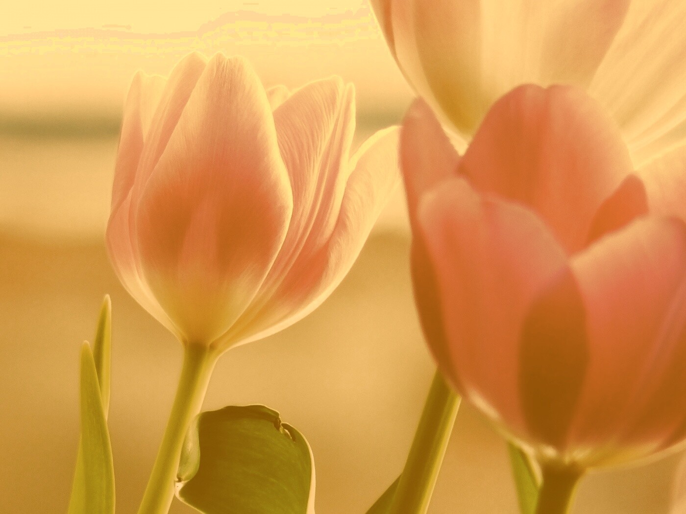 Тюльпаны обои