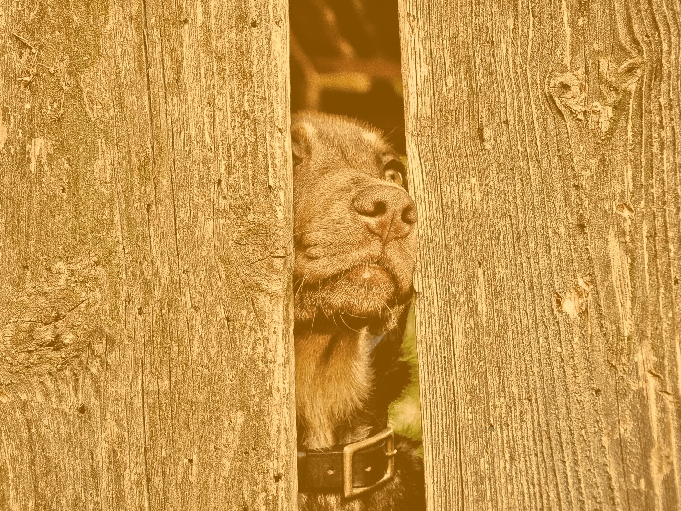 Собака выглядывает из-за забора обои