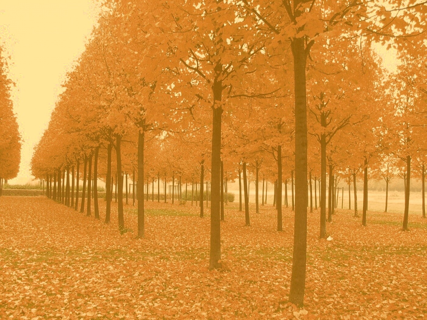 Скачать бесплатно осень обои