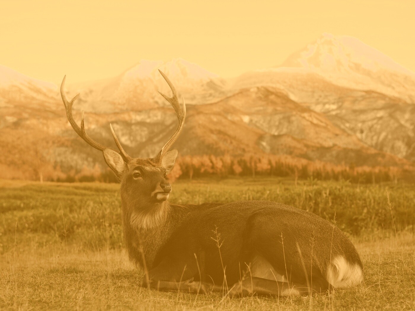 Олень отдыхает в предгорьях обои