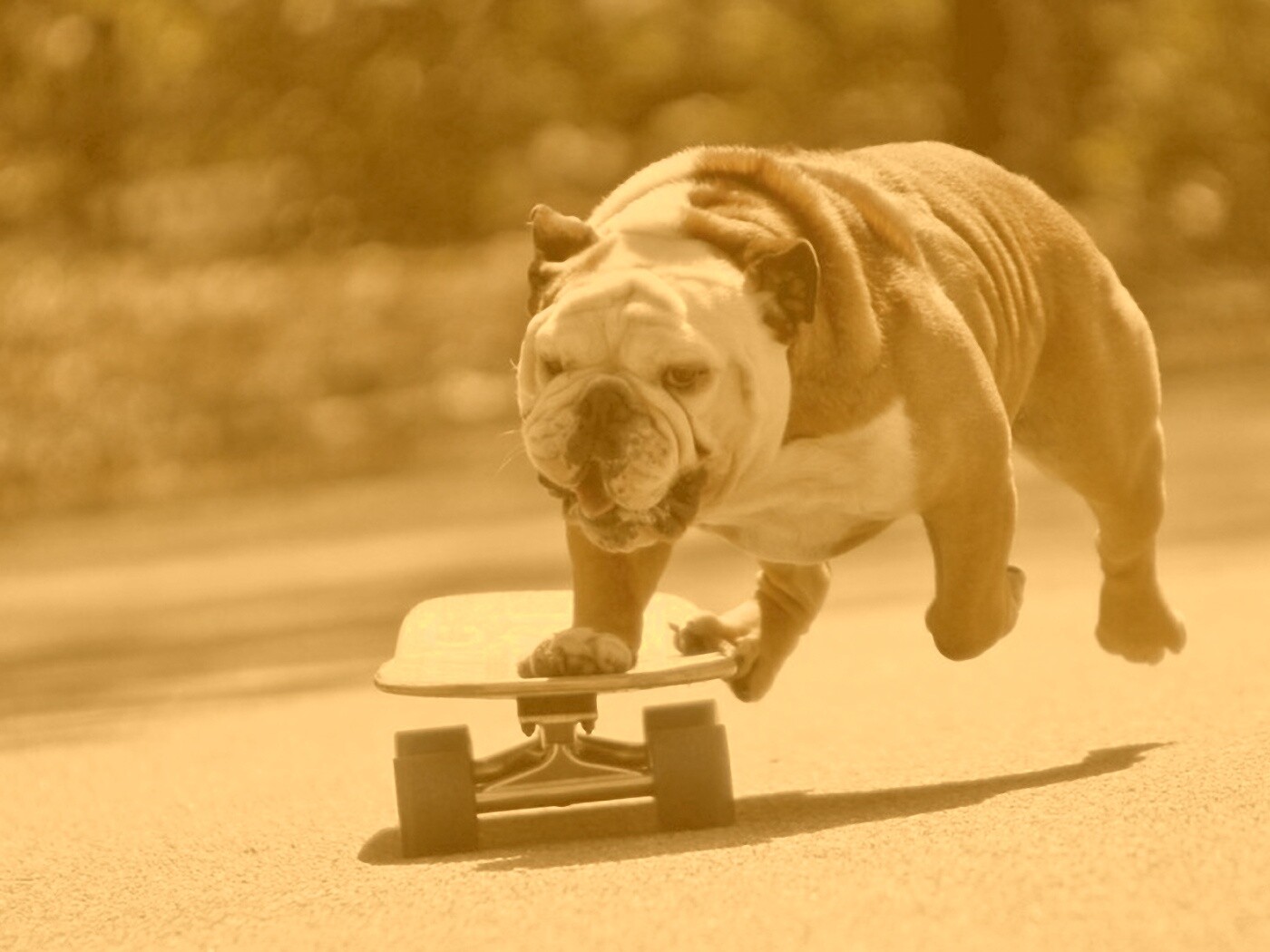 Собака на скейтборде обои