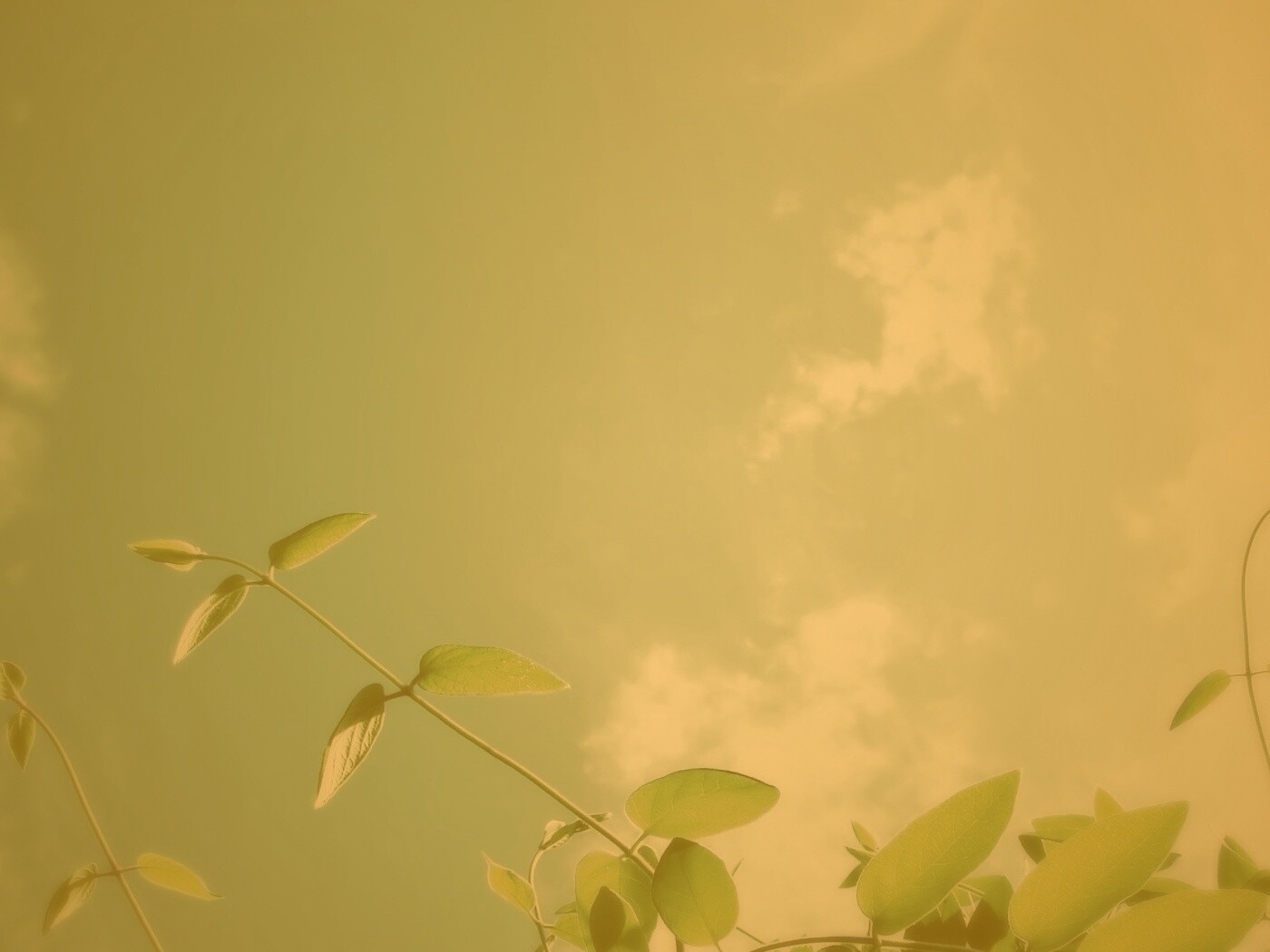 Веточки на фоне неба обои